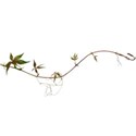ivy 03