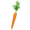 carrot