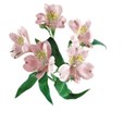 Alstra 4