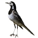 bird Wag-tail