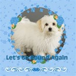 pet theme pet theme