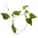 BD_Greenery_01