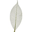 LEAF1_camp_mlivanos