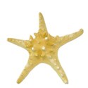 starfish_edited-2