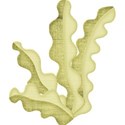 kitc_beach_seaweed