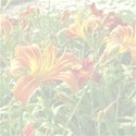 Day lily background
