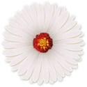 flower red center