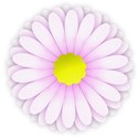 daisy (2)