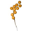 BD_Berry_01