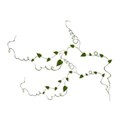 vines