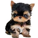 yorkie pup