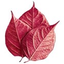 Leaf14