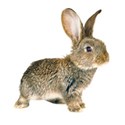 chey0kota_Easter_element (49)