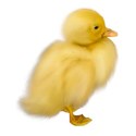 chey0kota_Easter_element (108)