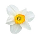 chey0kota_Easter_element (113)