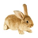 chey0kota_Easter_element (118)