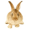 chey0kota_Easter_element (122)