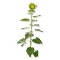 WS_Greenery_02