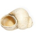 BW_Shell_01 copy