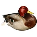 duck 2