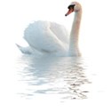 swan 2