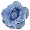 rose blue 2
