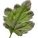 Leaf 02
