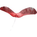 Strawberries_AutumnShade_el_23
