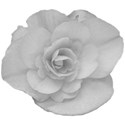 Begonia tubereux 11