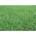 grass a