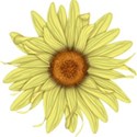 B flower 3