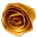 flowerorange