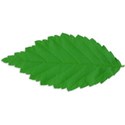 Leaf 01