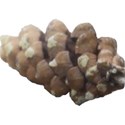 Pinecone