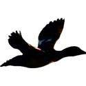 Duck-2