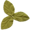 Leaves copy