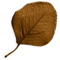 Leaf 2