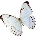 butterfly 1