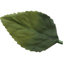 Leaf 01