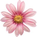 Pink Flower 02