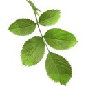 KITD_aspretty_leaves