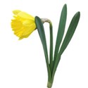 daffodil 1