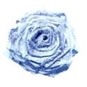 element (20)