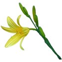 Hemerocallis with stem 1