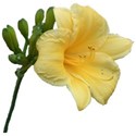 Hemerocallis with stem 3