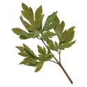 jennyL_togetherfamily_leaves