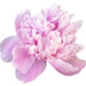chey0kota_CU_Peony 3_ele (2)