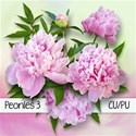chey0kota_CU Peonies 3_Preplain [blog preview]