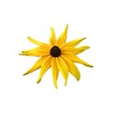 Rudebeckia 2