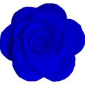 blue rose